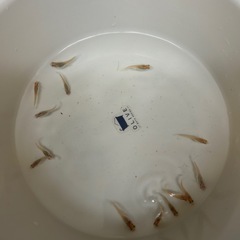 メダカ成魚