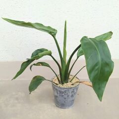 観葉植物　ストレリチア