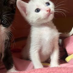 新規受付一時停止　白猫ちゃん