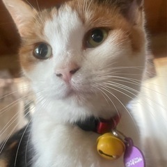 飼い猫の三毛猫を探しています。