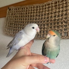 ペットシッター募集の画像