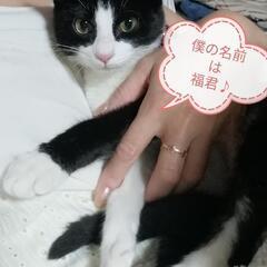 ハチワレ♪猫🐱福君今日沖縄どうぶつ病院譲渡会参加します
