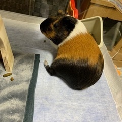 モルモット 里親募集