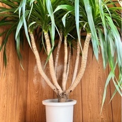 希少品種 ドラセナ カンボジアーナ 7本立ち 観葉植物 8号鉢の画像