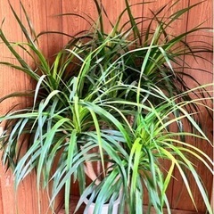 希少品種 ドラセナ カンボジアーナ 7本立ち 観葉植物 8号鉢の画像