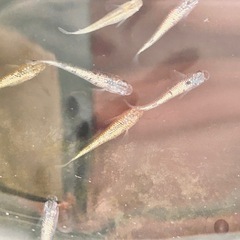 ネプチューンメダカ
