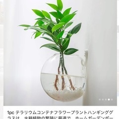 テラリウムコンテナ　
の画像