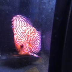熱帯魚ディスカス