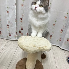 ミニキャットタワー
