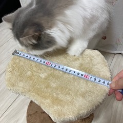 ミニキャットタワーの画像