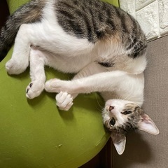 野良猫ちゃん