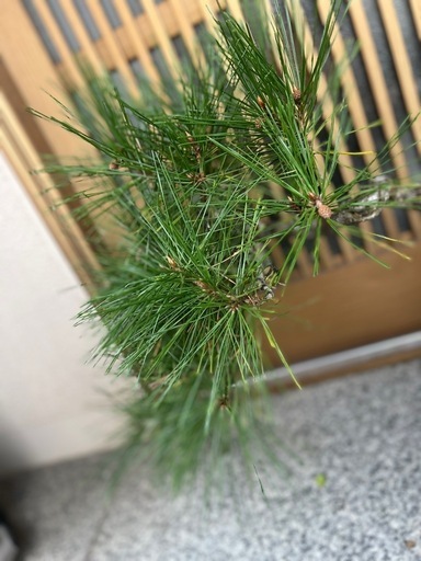 松の盆栽 約30cm 曲がり幹 赤松