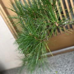 松の盆栽 約30cm 曲がり幹 赤松の画像