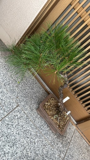 松の盆栽 約30cm 曲がり幹 赤松