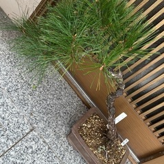 松の盆栽 約30cm 曲がり幹 赤松
