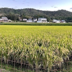 引渡し完了  新米にこまる30kg玄米③