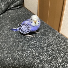 セキセイインコ。生後2ヶ月です。 - さいたま市