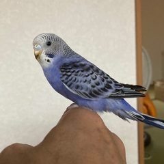 セキセイインコ。生後2ヶ月です。