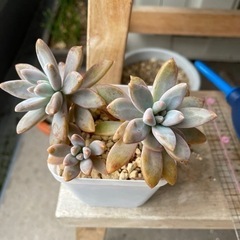 秋麗2号