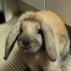 ホーランドロップうさぎ　