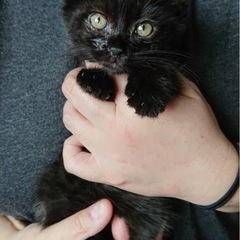 可愛い黒猫の女の子