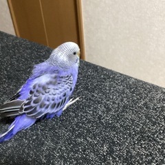 セキセイインコ。生後2ヶ月です。 - その他