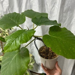 観葉植物 フィカス ウンベラータ 実生