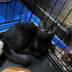 くろねこちゃん3ヶ月里親さん決まりました