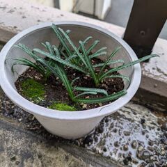千本浜で拾った謎の植物