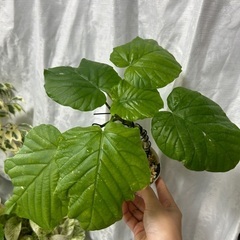 観葉植物 フィカス ウンベラータ 実生