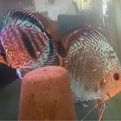 ディスカスペア+稚魚50匹