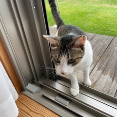 とてもかわいい生後8ヶ月くらいの子猫です