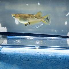 フロマージュメダカの若魚ペア(｀･ω･´)ゞ　卵沢山産んでます♪の画像