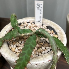 ユーフォルビア　飛竜