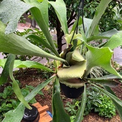 コウモリラン②の画像