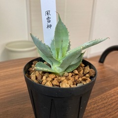 アガベ王妃雷神＋風雷神の画像