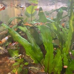 10匹1000円 エンドラーズグッピー【アクアリウム 熱帯魚】 