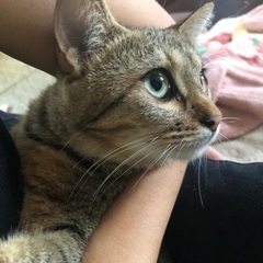 5ヶ月キジ