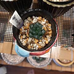 紫オブツーサ　多肉植物　ハオルチア