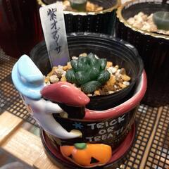 紫オブツーサ　多肉植物　ハオルチアの画像