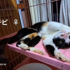里親緊急募集　②