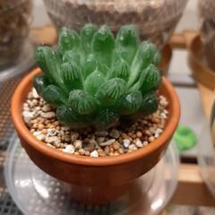 大型オブツーサ　多肉植物　ハオルチアの画像