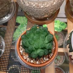 大型オブツーサ　多肉植物　ハオルチアの画像