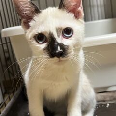 生後4カ月　とっても元気で懐っこいシャム系男の子