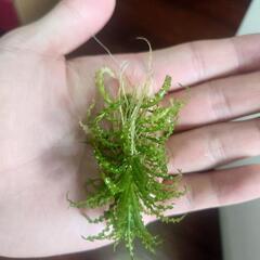 水草　切株