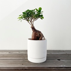 観葉植物 ガジュマル 45cm
