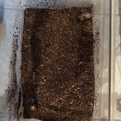 カブトムシの幼虫