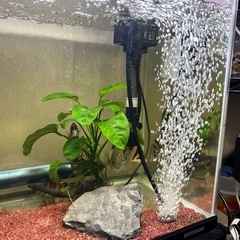 ダトニオ