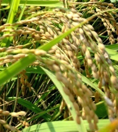 ⭐️農家直⭐️令和6年度産　もち米販売します。