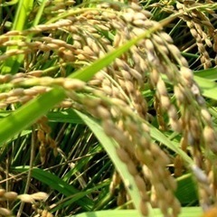 ⭐️農家直⭐️令和6年度産　もち米販売します。